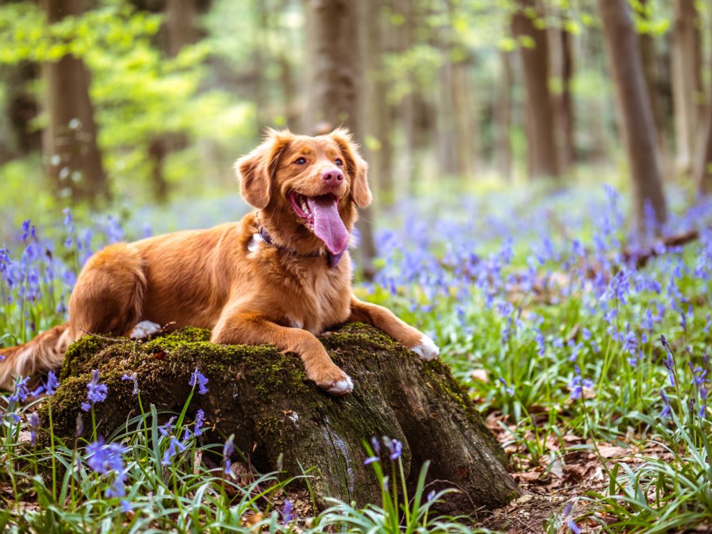 Happy light brown dog with tongue out sitting on rock surrounded by purple flowers. 